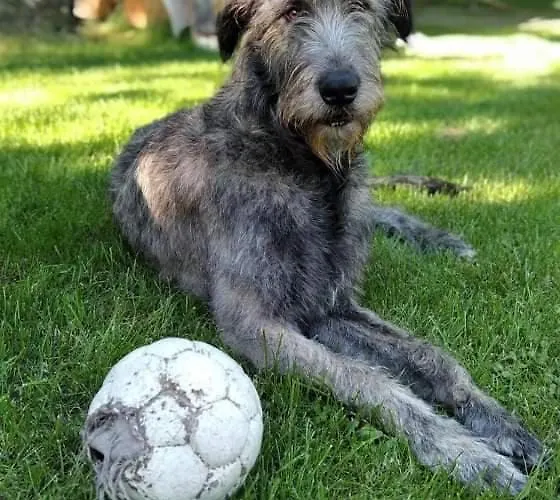 U Lesicka * Vysoka (Bruntal)